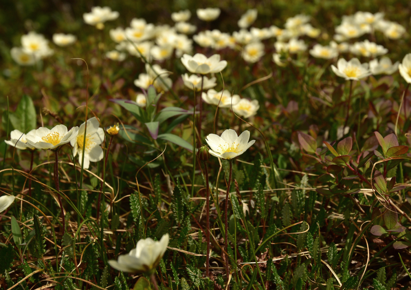 Image of Dryas punctata specimen.