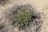 Polygonum pulvinatum. Цветущее растение. Узбекистан, Навоийская обл., Центральный Кызылкум, останцовые горы Тамдытау, около 700 м н.у.м., среди солянково-полынной растительности. 15.05.2021.
