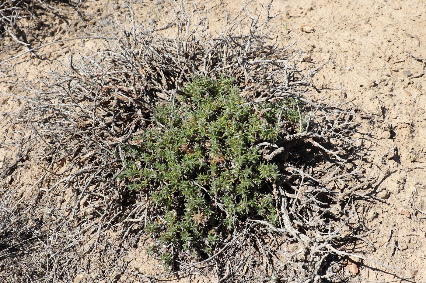 Изображение особи Polygonum pulvinatum.