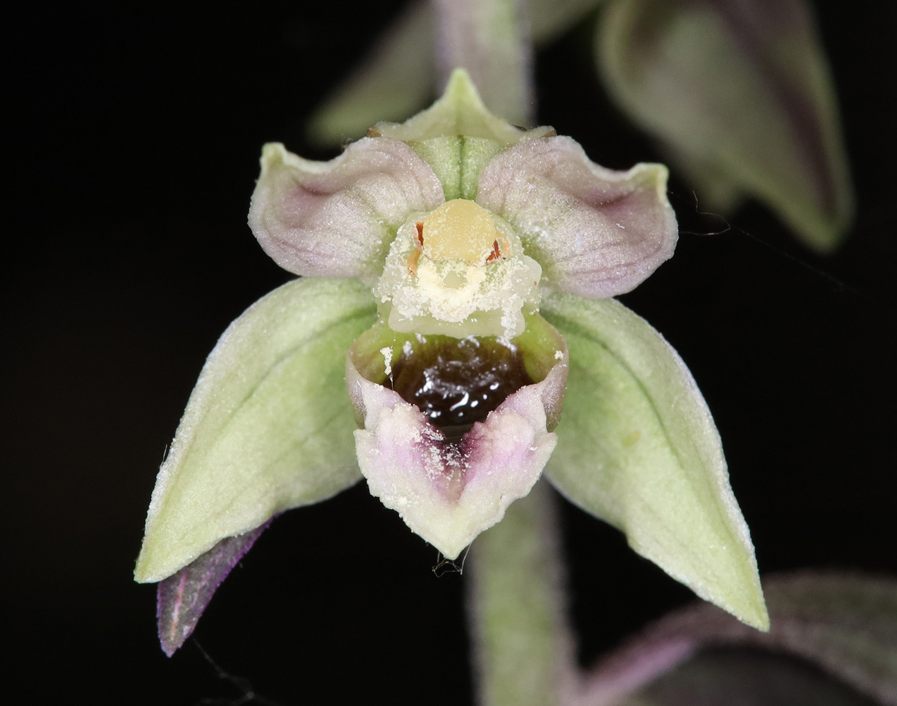 Image of Epipactis condensata specimen.