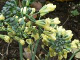 Brassica oleracea var. italica