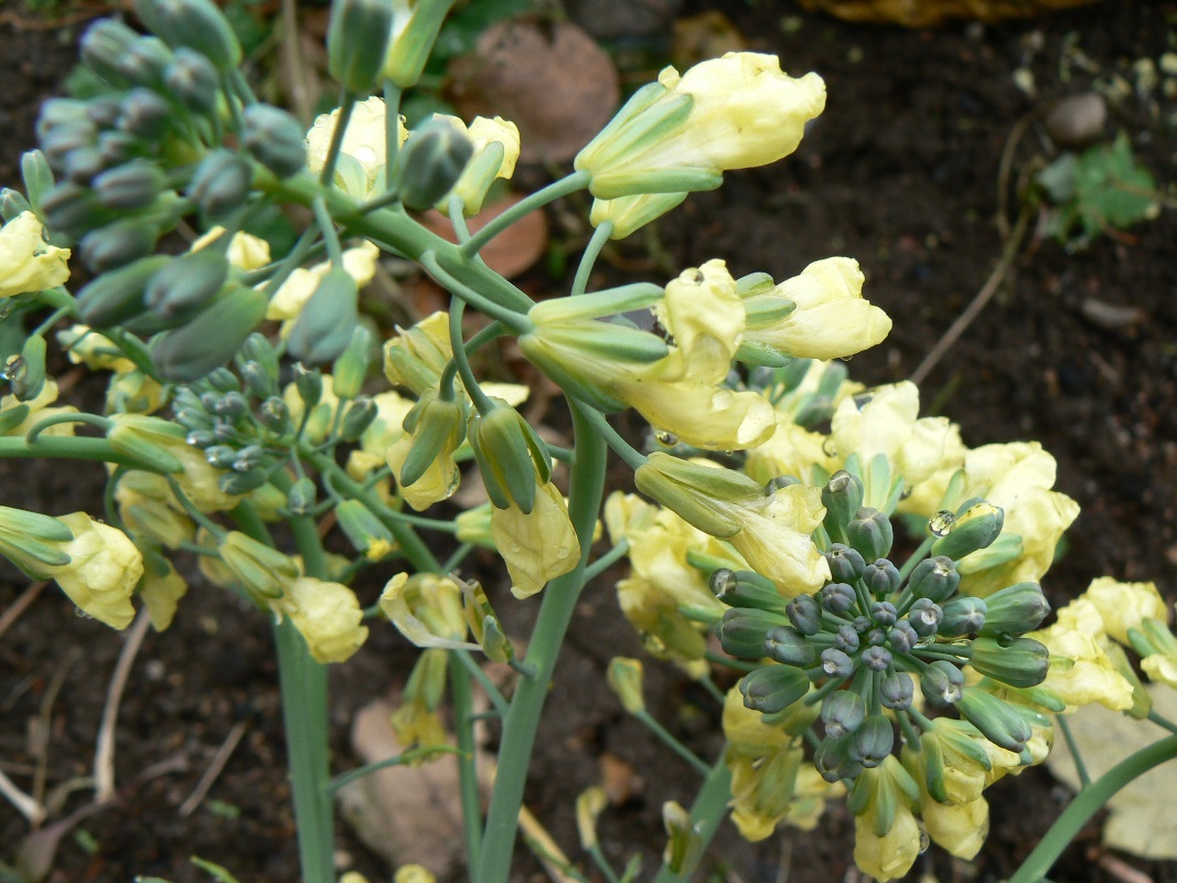 Изображение особи Brassica oleracea var. italica.