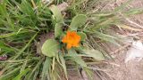 Calendula persica