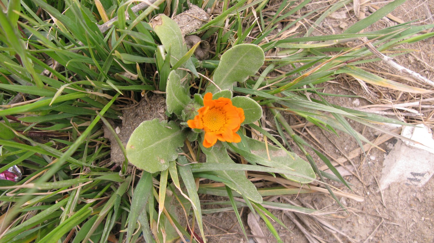 Image of Calendula persica specimen.