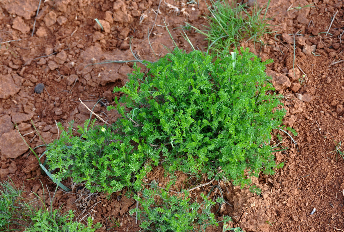 Image of genus Artemisia specimen.