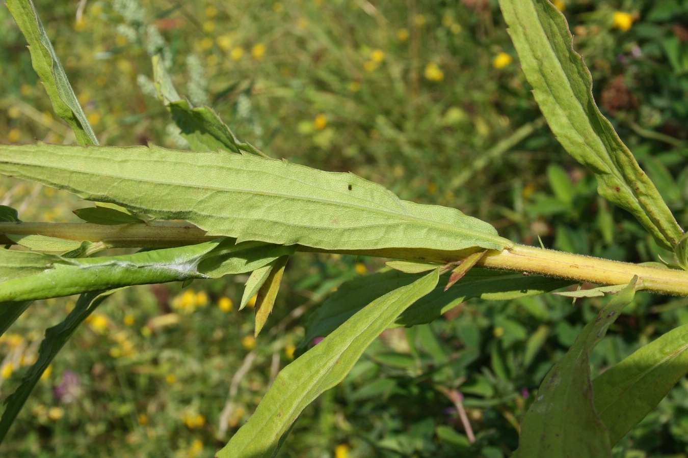 Image of Solidago canadensis specimen.