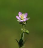 Spergularia rubra