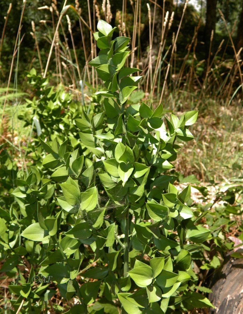 Image of Ruscus aculeatus specimen.