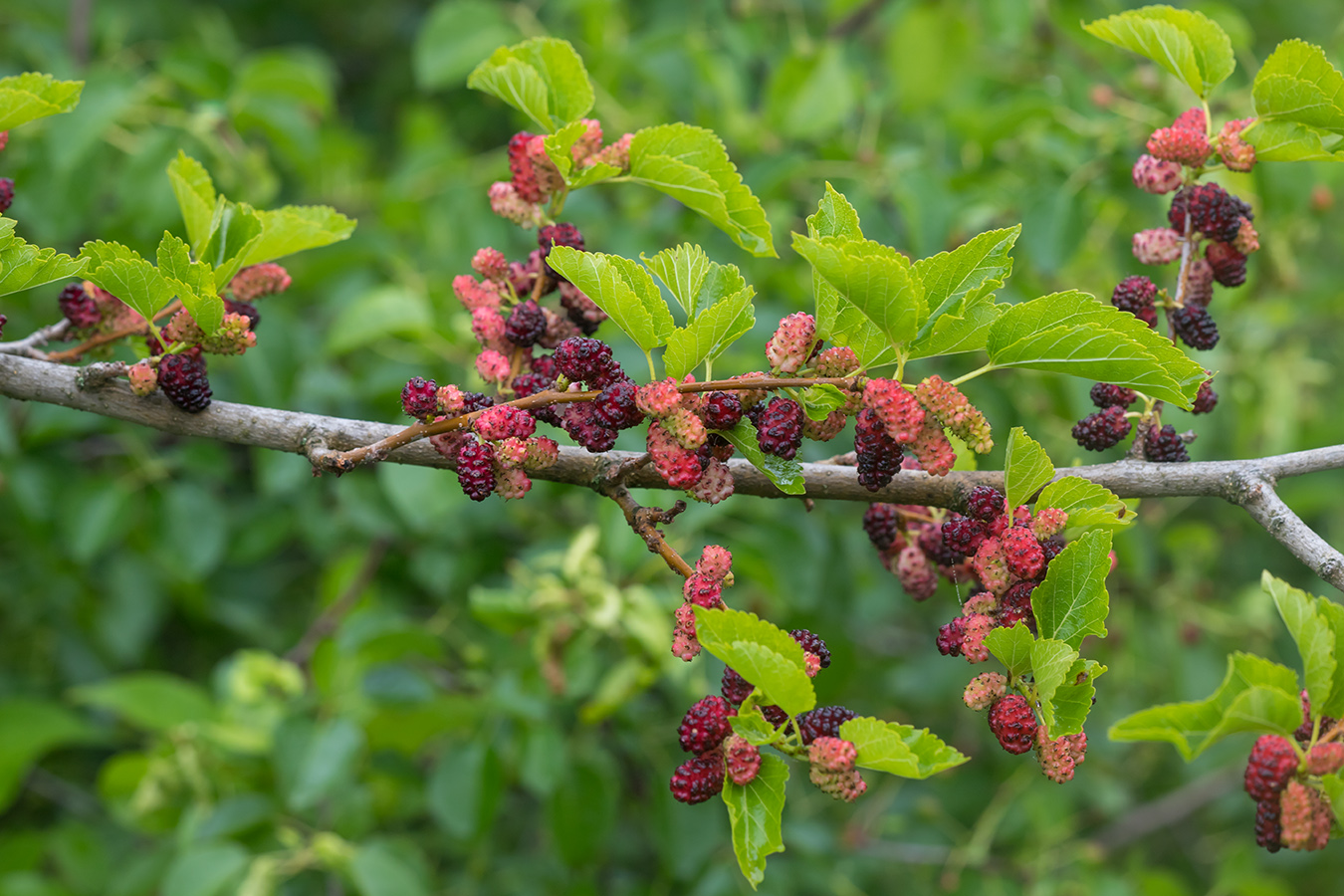 Изображение особи Morus alba.