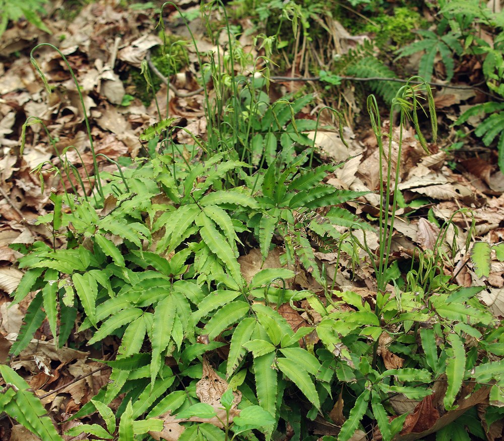 Изображение особи Pteris cretica.