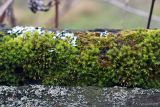 genus Orthotrichum. Спороносящие и вегетирующие растения на старой деревянной изгороди. Тульская обл., пос. Дубна, СОТ №2. 30.11.2021.