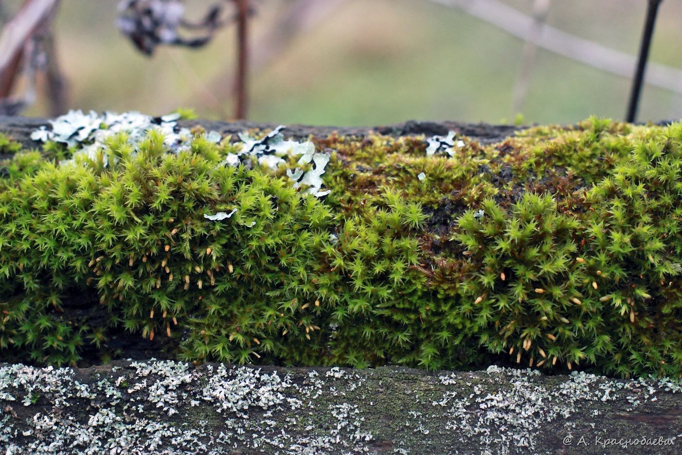 Image of genus Orthotrichum specimen.