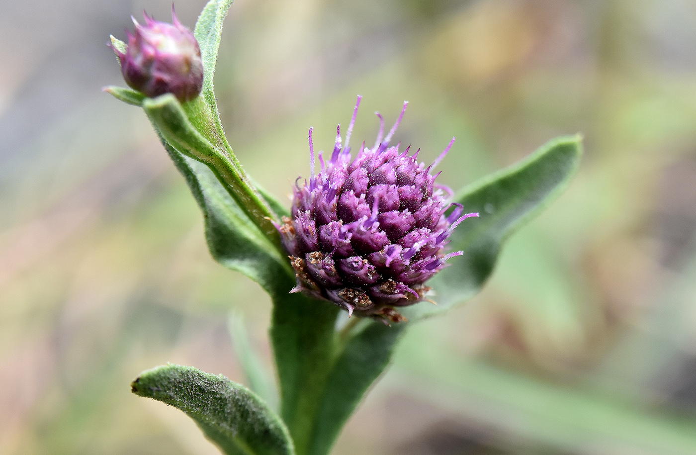 Изображение особи Sphaeranthus strobilifer.