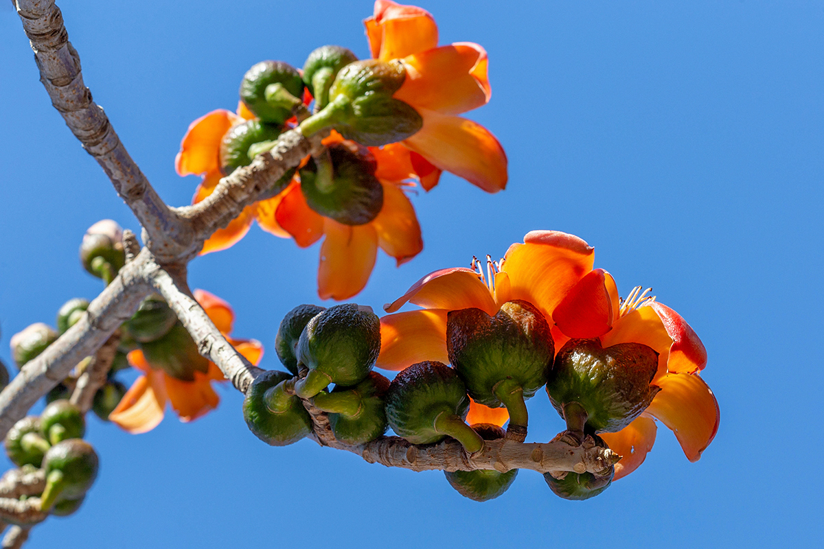 Image of Bombax ceiba specimen.