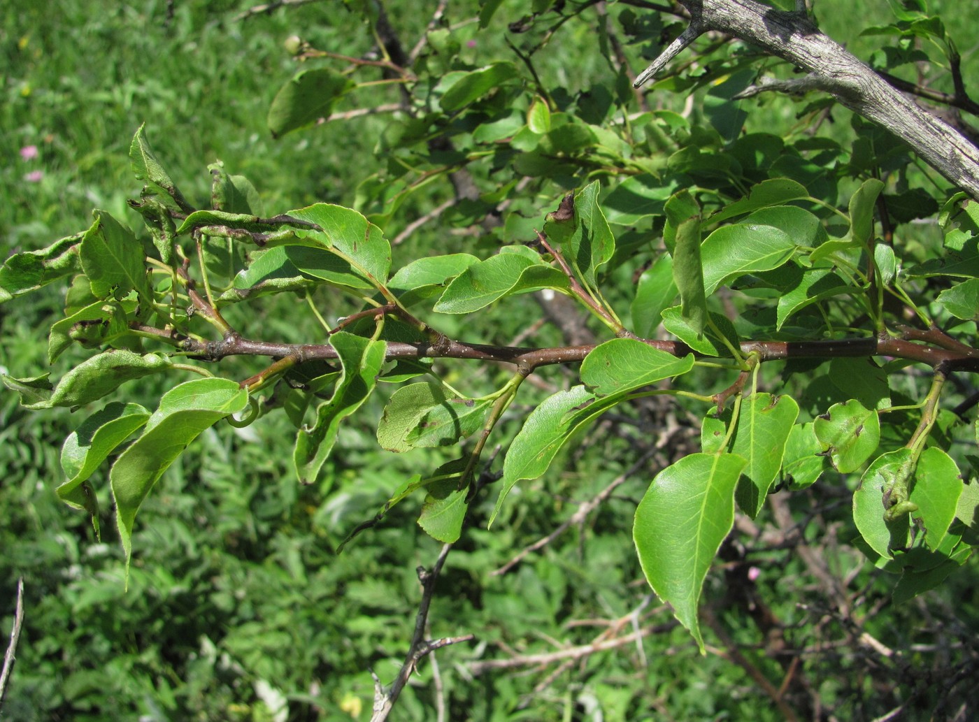 Image of Pyrus caucasica specimen.