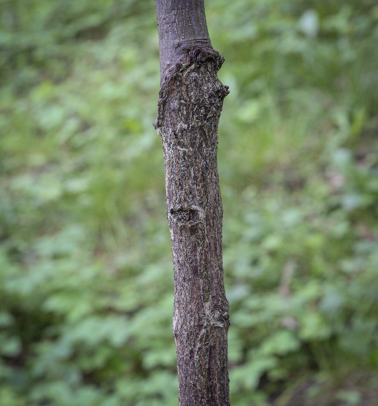 Image of genus Euonymus specimen.