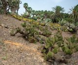 Opuntia microdasys