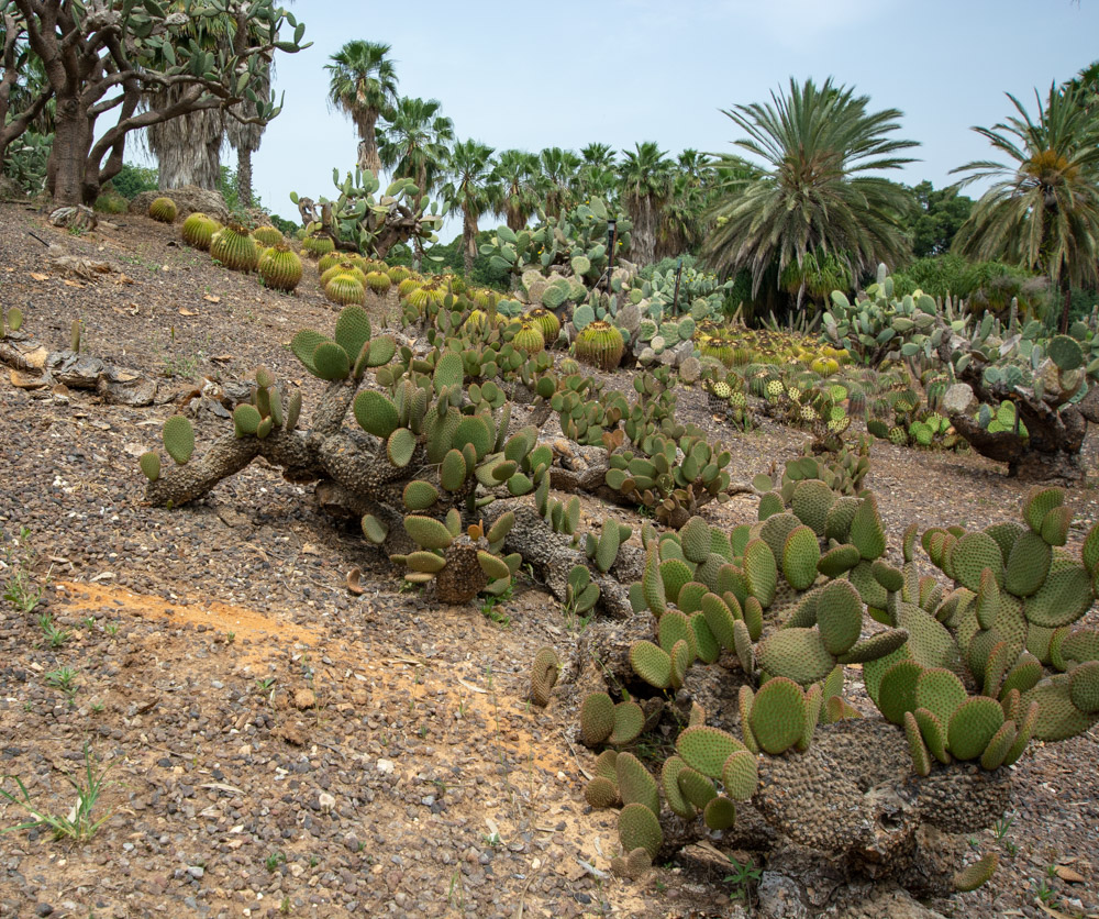 Image of Opuntia microdasys specimen.