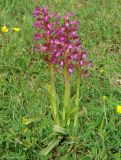 Anacamptis papilionacea подвид schirwanica. Цветущие растения на сухом склоне. Азербайджан, Исмаиллинский р-н, окр. с. Ивановка. 20.04.2010.