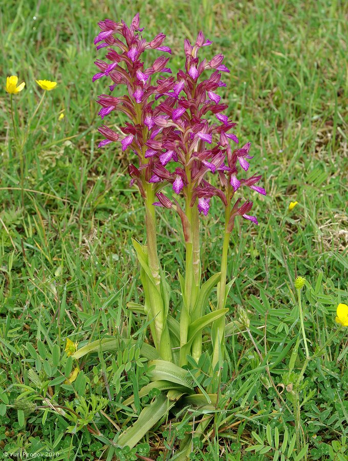 Изображение особи Anacamptis papilionacea ssp. schirwanica.