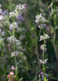 Micromeria nervosa