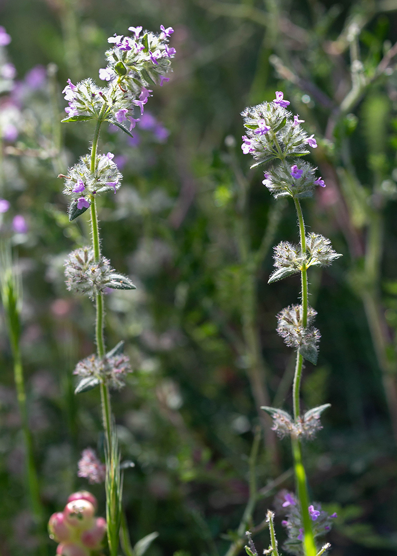 Image of Micromeria nervosa specimen.