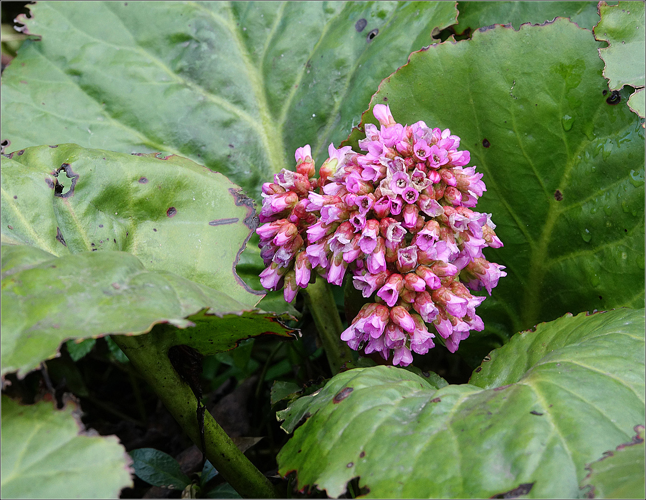 Image of Bergenia crassifolia specimen.