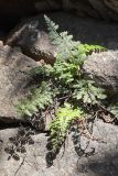 Asplenium billotii. Растения в расщелине скалы. Южный Берег Крыма, гора Аю-Даг. 13.05.2022.