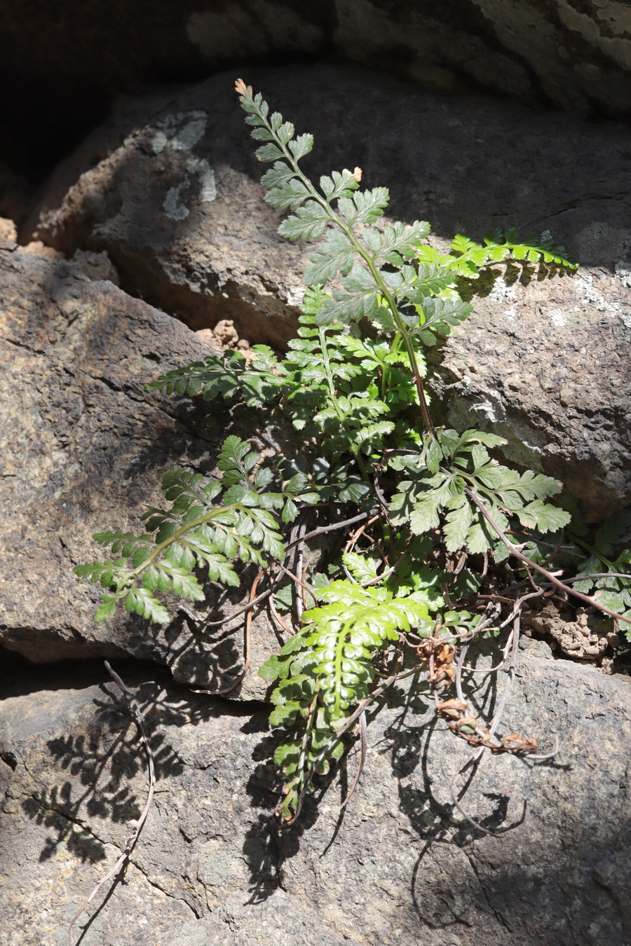 Изображение особи Asplenium billotii.