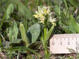 Dactylorhiza romana подвид georgica. Цветущее растение. Абхазия, Гагрский р-н, гора Мамдзышха, выс. 1810 м н.у.м., альпийский луг. 15.05.2021.