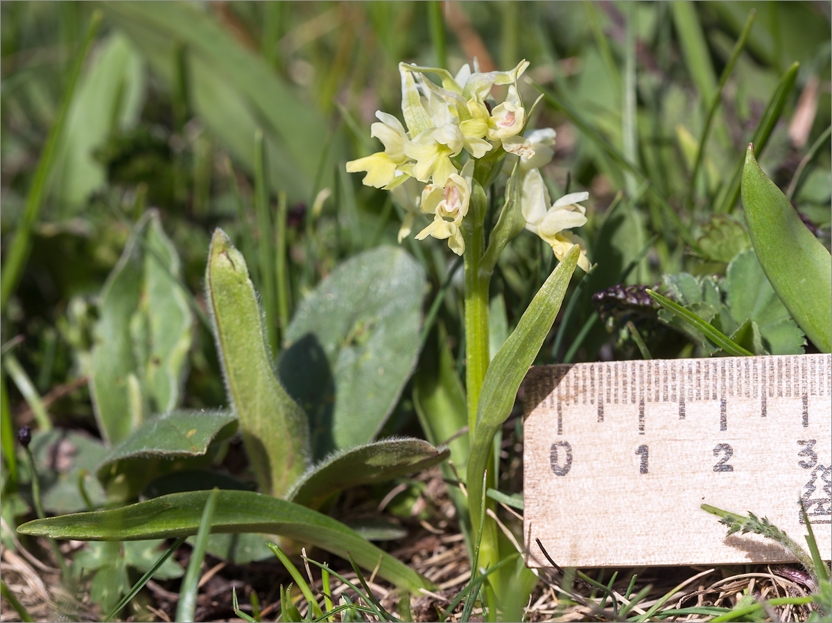 Image of Dactylorhiza romana ssp. georgica specimen.