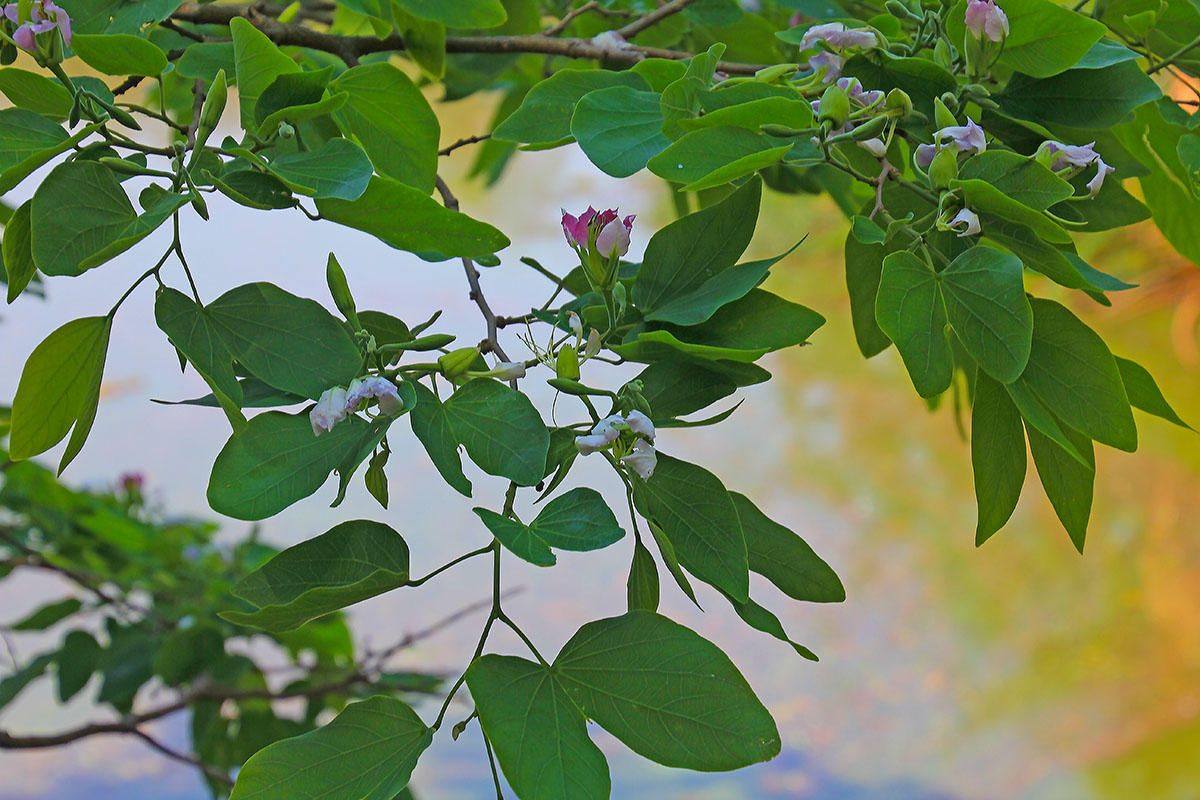 Image of genus Bauhinia specimen.