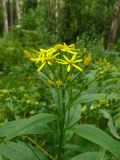 Senecio nemorensis