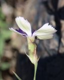 Dianthus versicolor. Цветок. Алтай, Кош-Агачский р-н, 5 км ЮВ с. Чаган-Узун, долина р. Тыдтуярык, каменистое дно балки. 23 июня 2022 г.