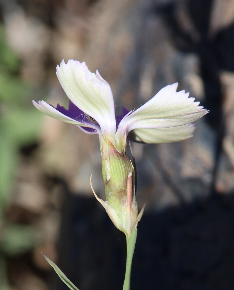 Изображение особи Dianthus versicolor.
