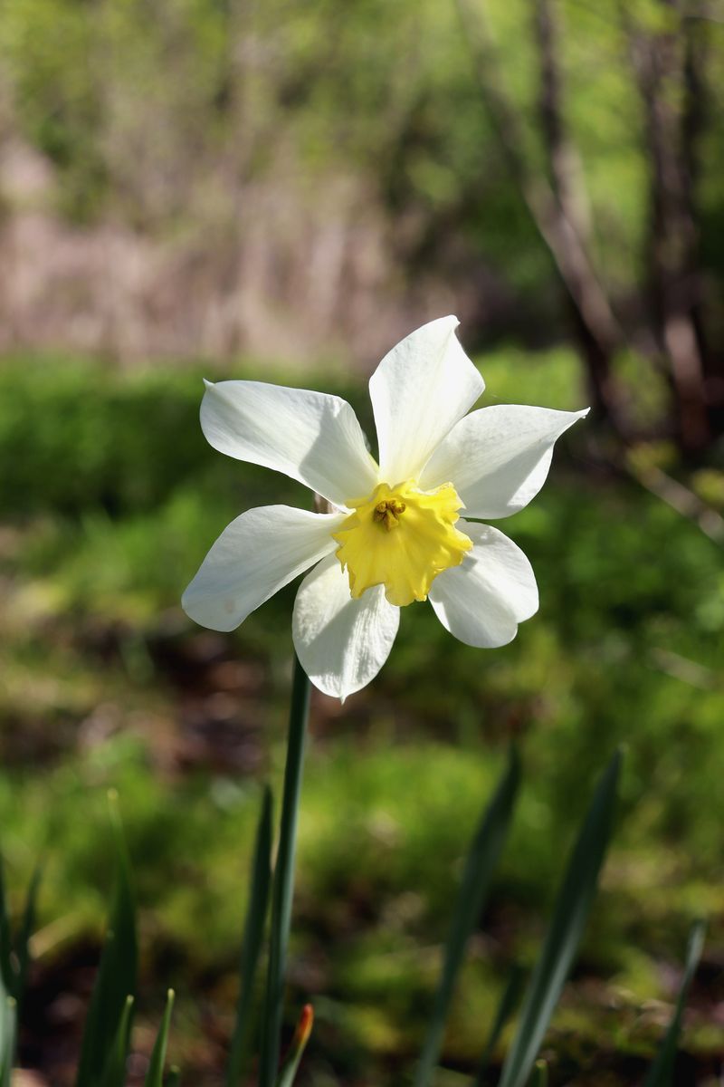 Изображение особи Narcissus poeticus.