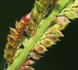 Echinochloa crus-galli. Часть соплодия. Приморский край, г. Владивосток, сквер. 13.08.2022.