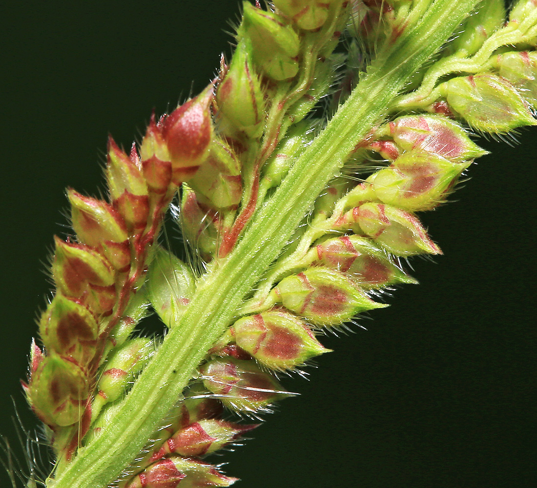 Изображение особи Echinochloa crus-galli.