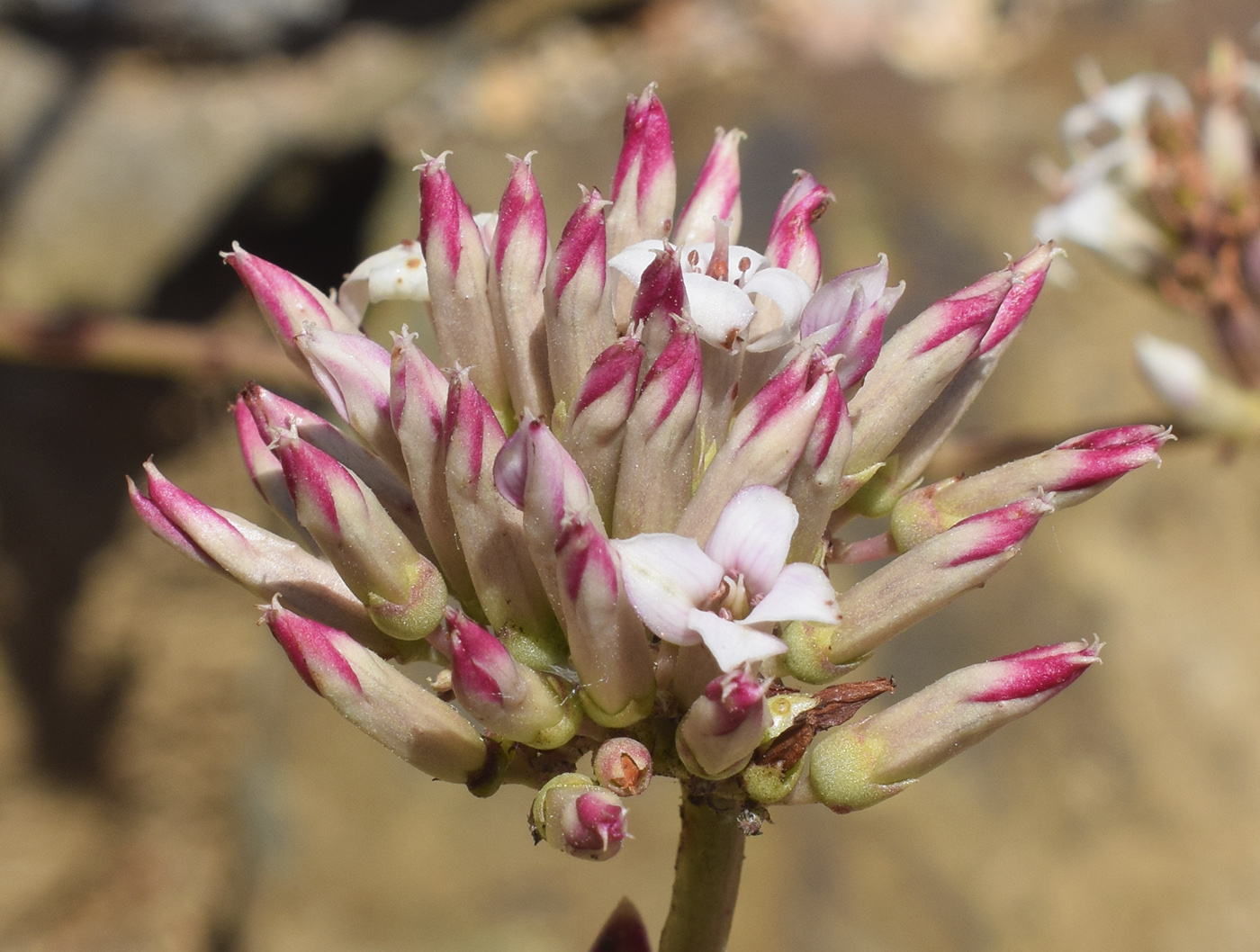 Изображение особи род Kalanchoe.