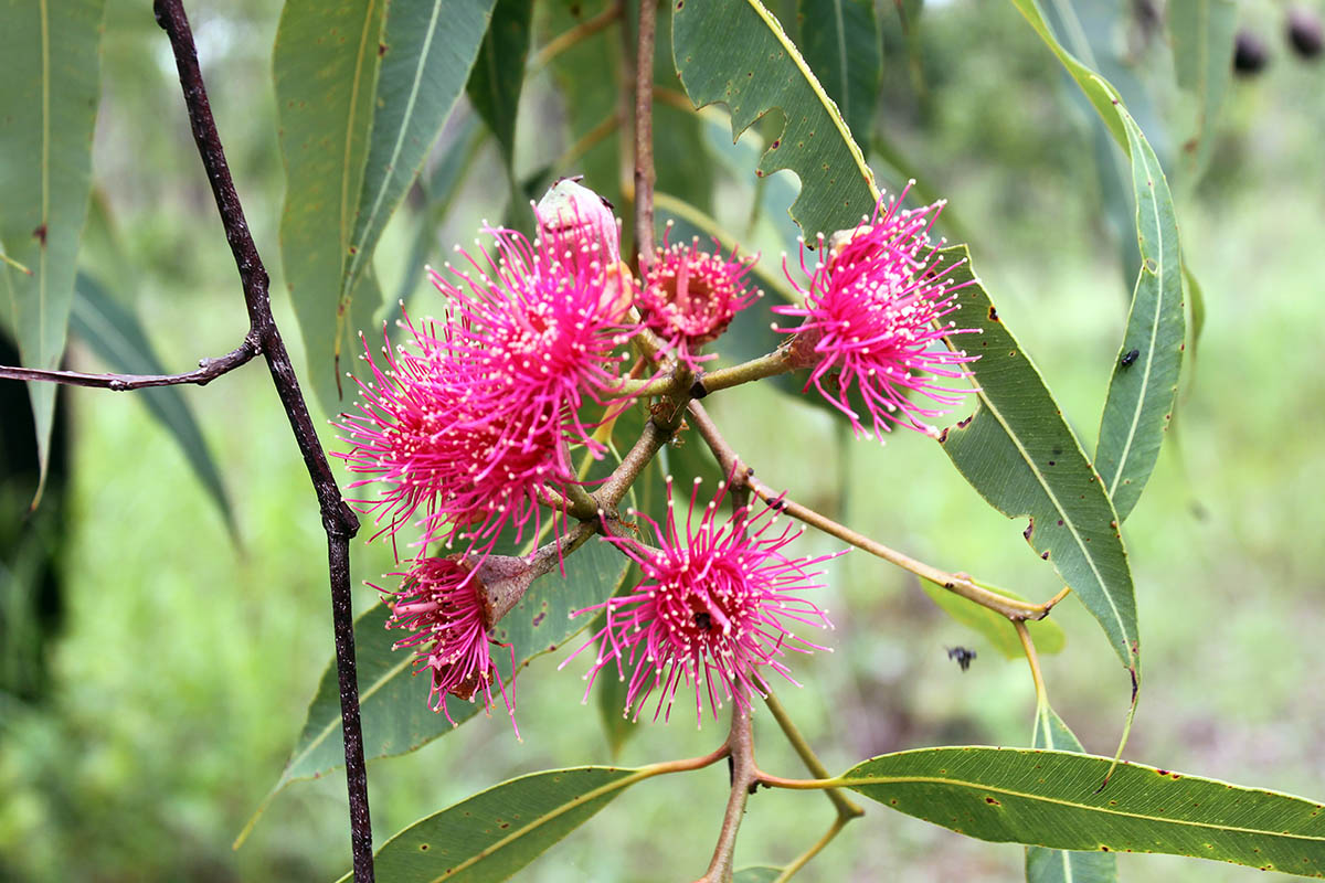 Изображение особи род Eucalyptus.