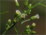 Conyza canadensis