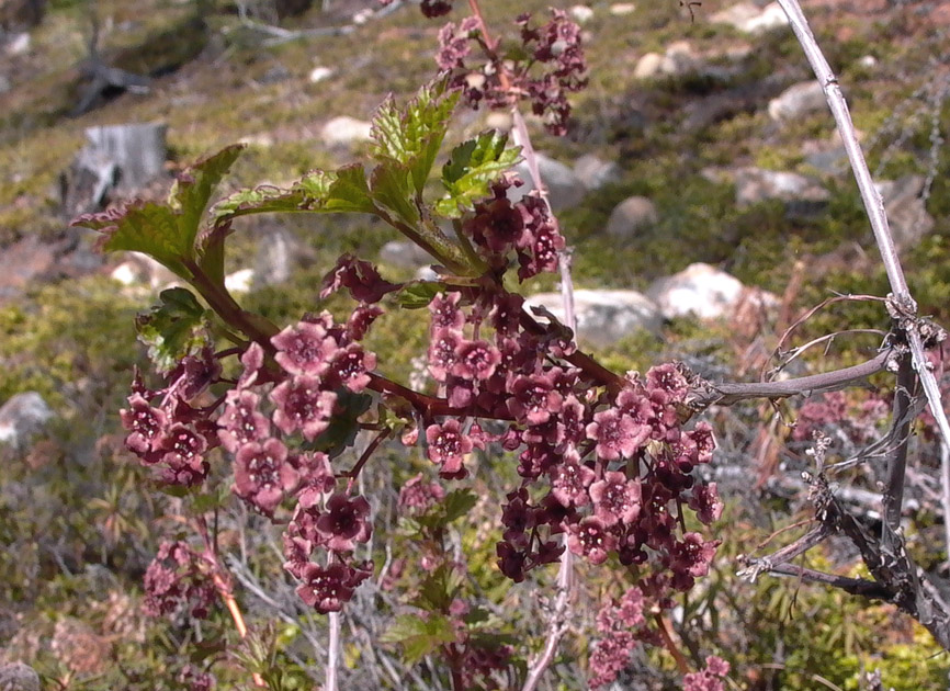 Image of Ribes triste specimen.