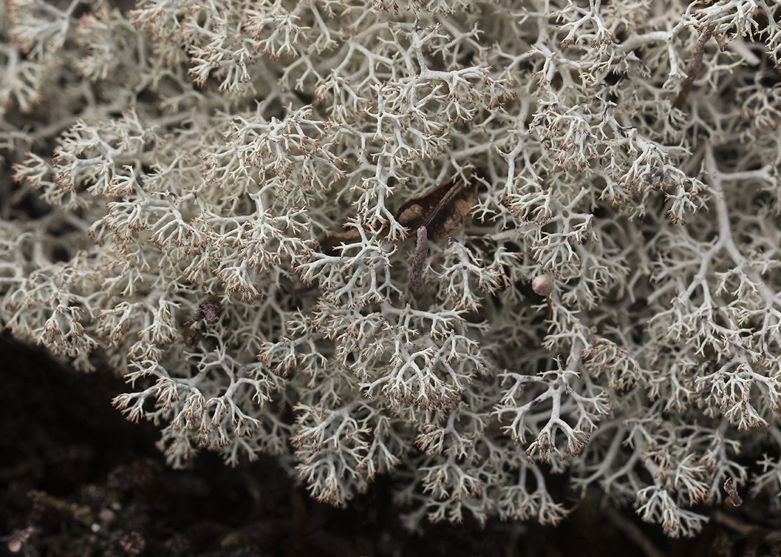 Image of Cladonia rangiferina specimen.