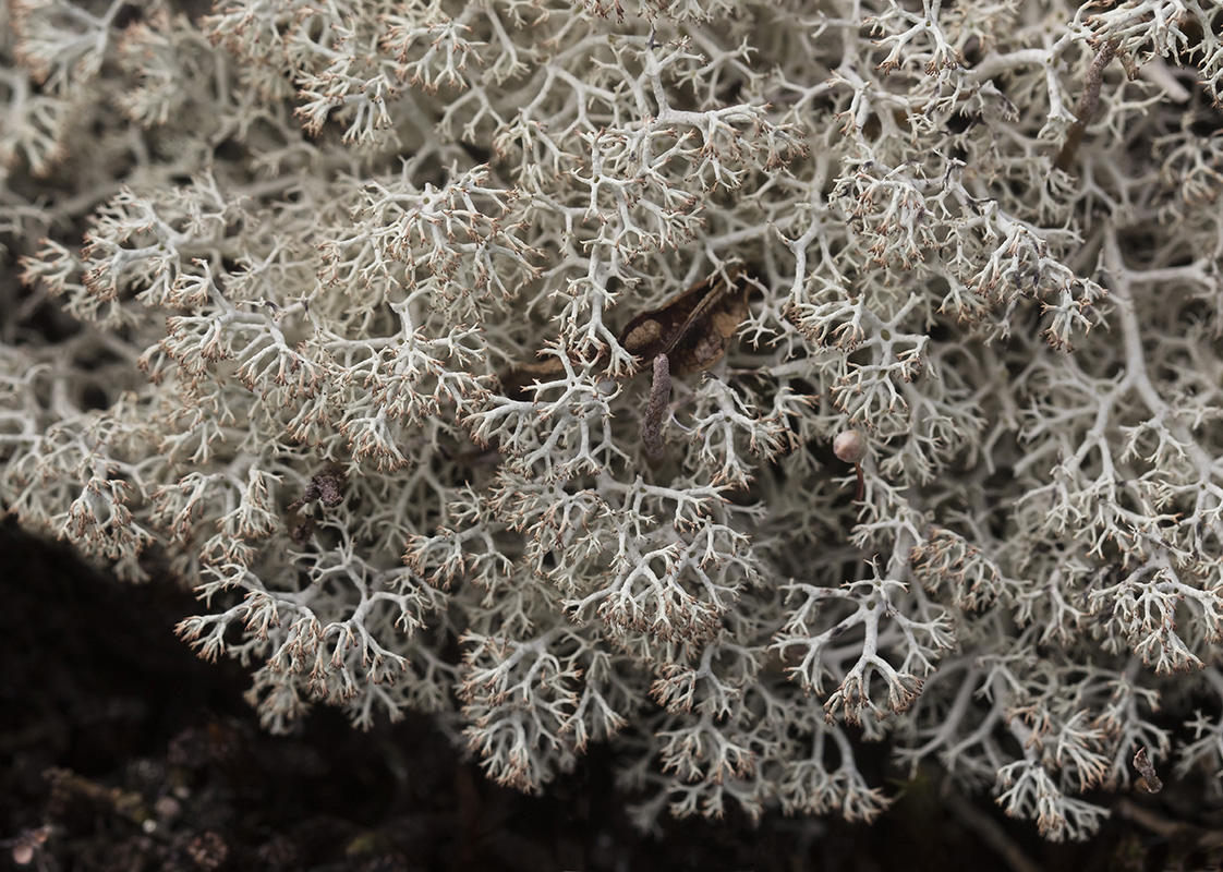 Изображение особи Cladonia rangiferina.