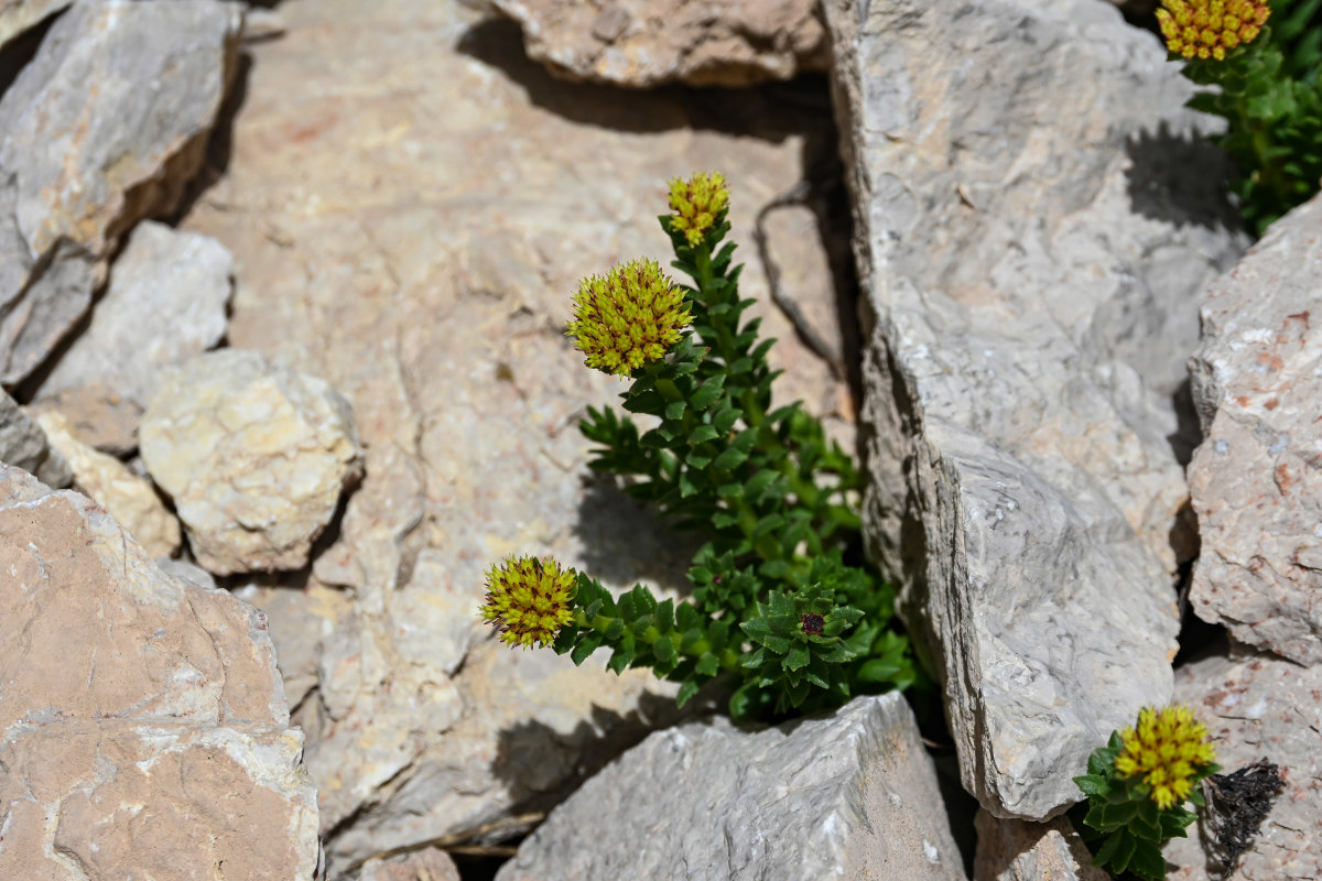 Изображение особи Rhodiola heterodonta.