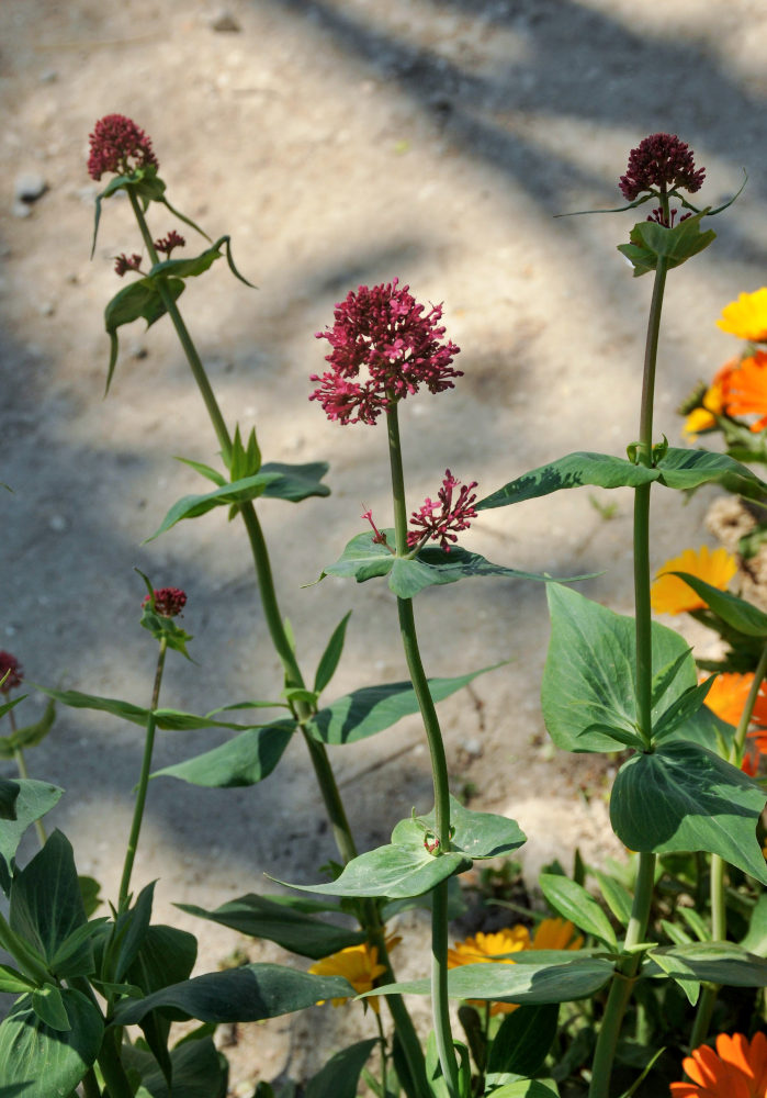 Изображение особи Centranthus ruber.