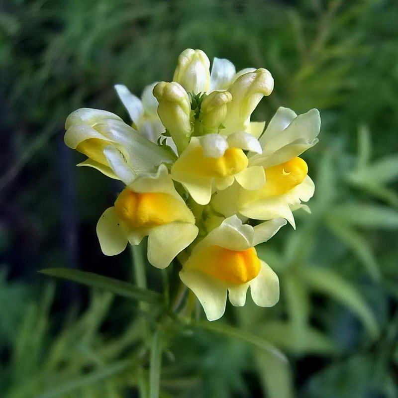 Изображение особи Linaria vulgaris.