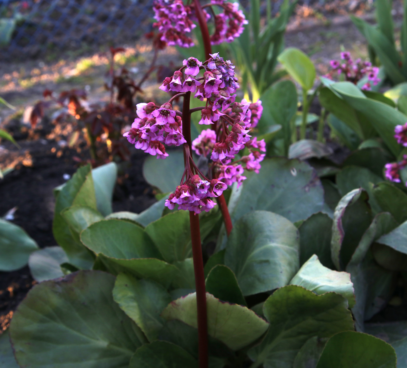 Image of Bergenia crassifolia specimen.