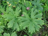 Geranium pratense