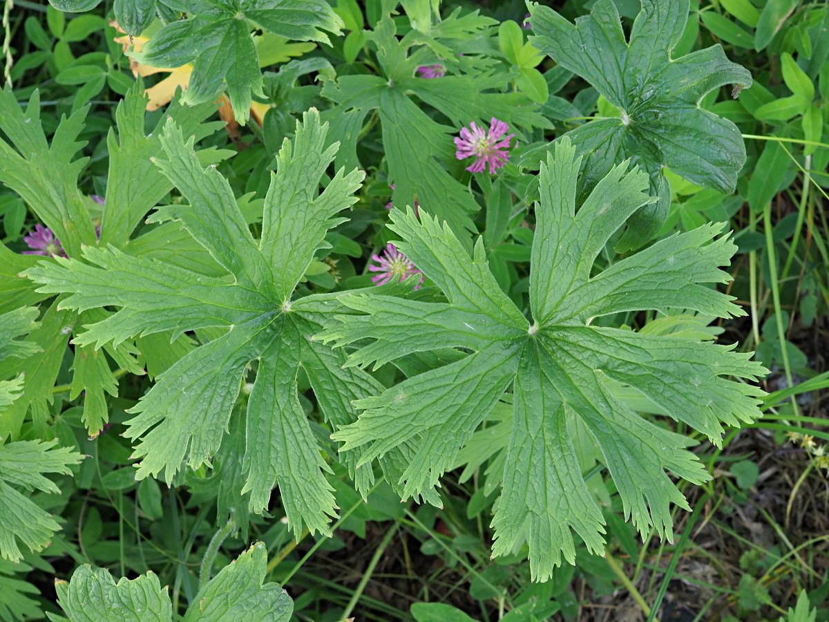 Изображение особи Geranium pratense.